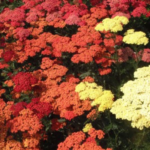Achillea