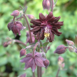 Aquilegia vulgaris var. stellata 'Black Barlow'