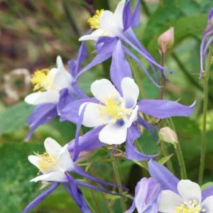 Aquilegia Heavenly Blue (Sky Blue Blue Dream)