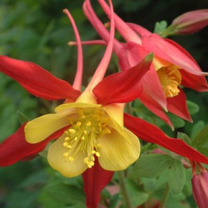 Aquilegia 'Koralle'