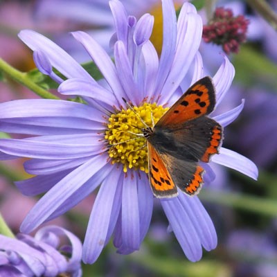 Small Copper on Aster frikartii 'Monch'