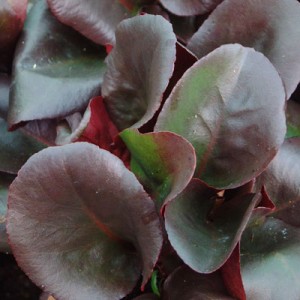 Bergenia 'Overture' ('Eroica')