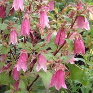 Campanula punctata 'Rubriflora'