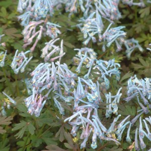 Corydalis flexuosa 'Blue Dragon'