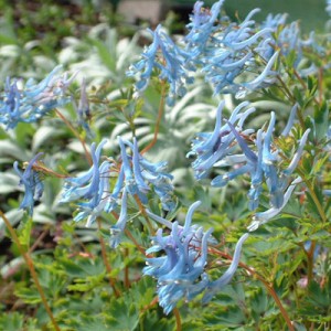 Corydalis flexuosa 'Pere David'