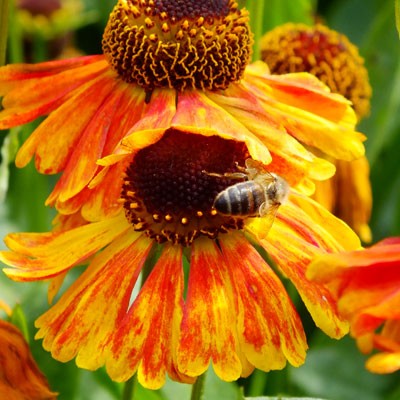 Honeybee on Helenium 'Sahin's Early Flowerer'