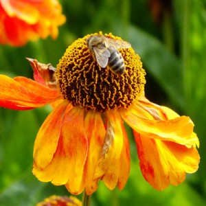 Honeybee on Helenium 'Sahin's Early Flowerer'
