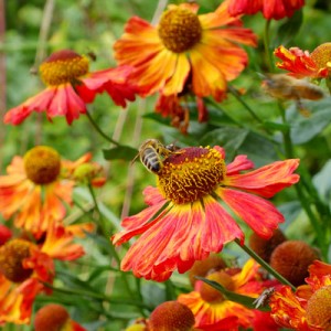 Helenium 'Indian Summer'