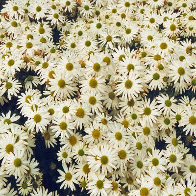 Chrysanthemum yezoense (Dendranthema yezoense)