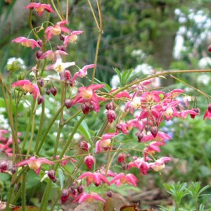 Epimedium rubrum