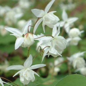 Epimedium youngianum 'Niveum'
