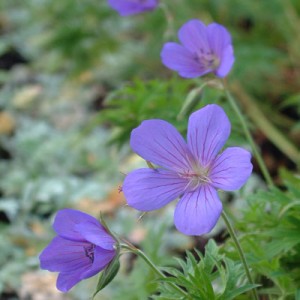 Geranium 'Nimbus'