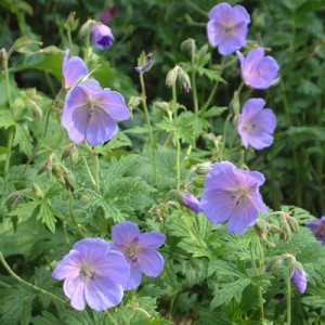 Geranium himalayense 'Irish Blue'