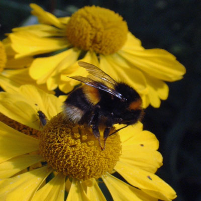 Bumblebee on Helenium 'Butterpat'