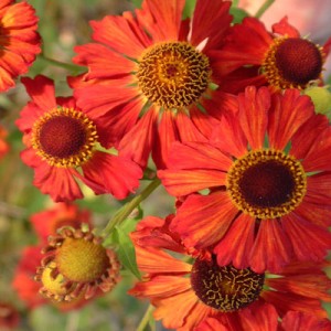 Helenium 'Indian Summer'