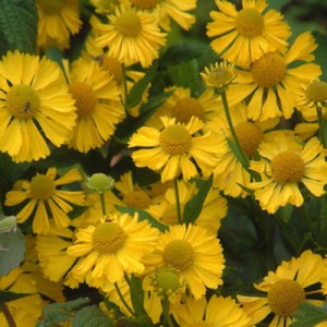 Helenium 'Kanaria'