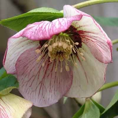 Helleborus orientalis (Lenten Rose) - Picotees