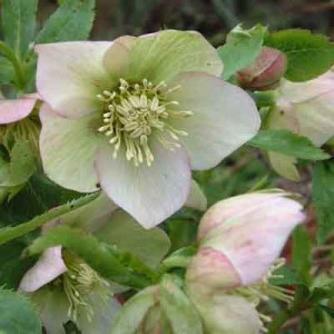 Helleborus orientalis (Lenten Rose) - Alppleblossoms