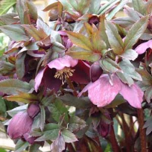 Helleborus orientalis (Lenten Rose) - Purples