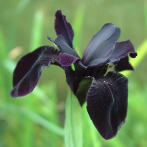 Iris chrysographes