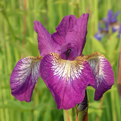 Iris sibirica 'Helen Astor'