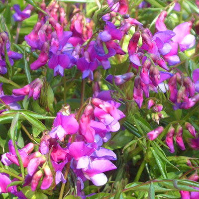 Lathyrus vernus - Spring Vetchling (purple-flowered)