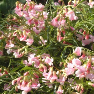 Lathyrus vernus 'Alboroseus' - Spring Vetchling