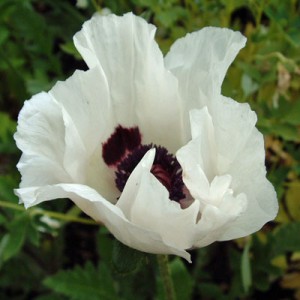 Papaver orientale 'Royal Wedding' - Oriental Poppy