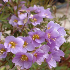 Polemonium 'Lambrook Mauve'