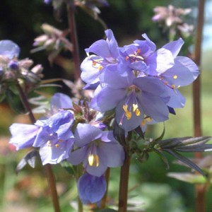 Polemonium yezoense 'Purple Rain Strain'