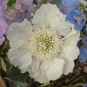 Scabiosa caucasica 'Perfecta Alba'