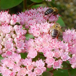 Sedum 'Joyce Henderson'