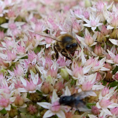 Bee enjoying Sedum erythrostictum 'Mediovariegatum'