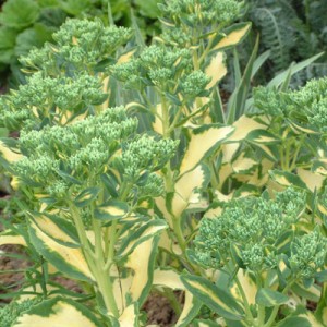 Sedum erythrostictum 'Mediovariegatum'