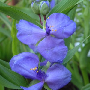 Tradescantia 'Blue Stone'