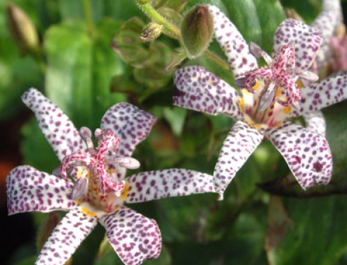 Tricyrtis – Toad Lilies