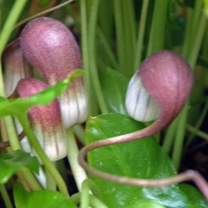 Arisarum proboscideum (Mouse Tail Plant)