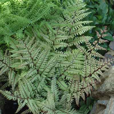 Athyrium otophorum 'Okanum' - Dorset Perennials