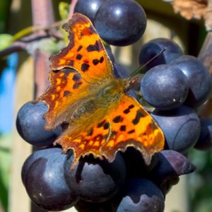 Comma on Grapes