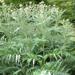 Cynara cardunculus (Cardoon)