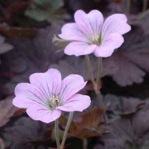 Geranium 'Dusky Rose'