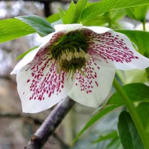 Helleborus orientalis (Lenten Rose) - Spotted Whites