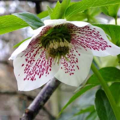 Helleborus orientalis (Lenten Rose) - Spotted Whites