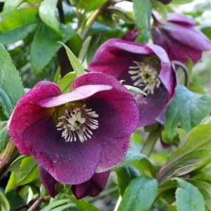 Helleborus orientalis (Lenten Rose) - Purples