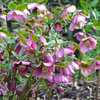 Helleborus orientalis (Lenten Rose) - Pink Shades