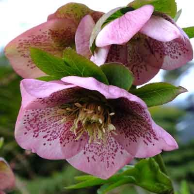 Helleborus orientalis (Lenten Rose) - Pink Shades