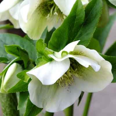 Helleborus orientalis (Lenten Rose) - Whites