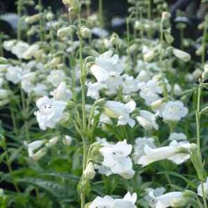 Penstemon 'White Bedder' ('Snowstorm')