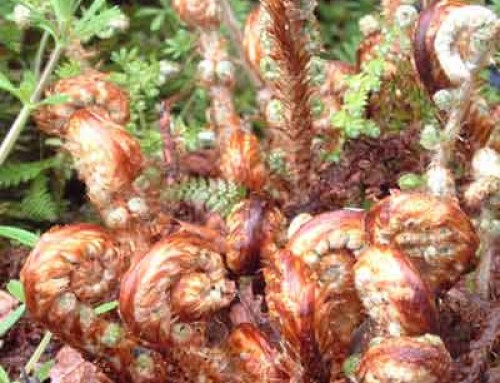 Ferns for Dry Shade – a comparison