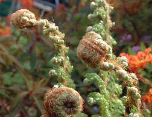 Ferns – Deciduous or Evergreen ?